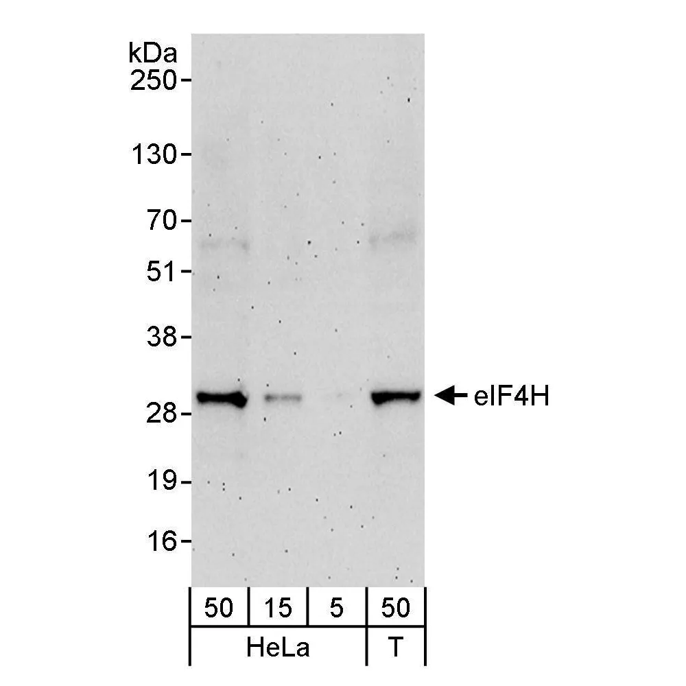 Rabbit anti-eIF4H Antibody, Affinity Purified
