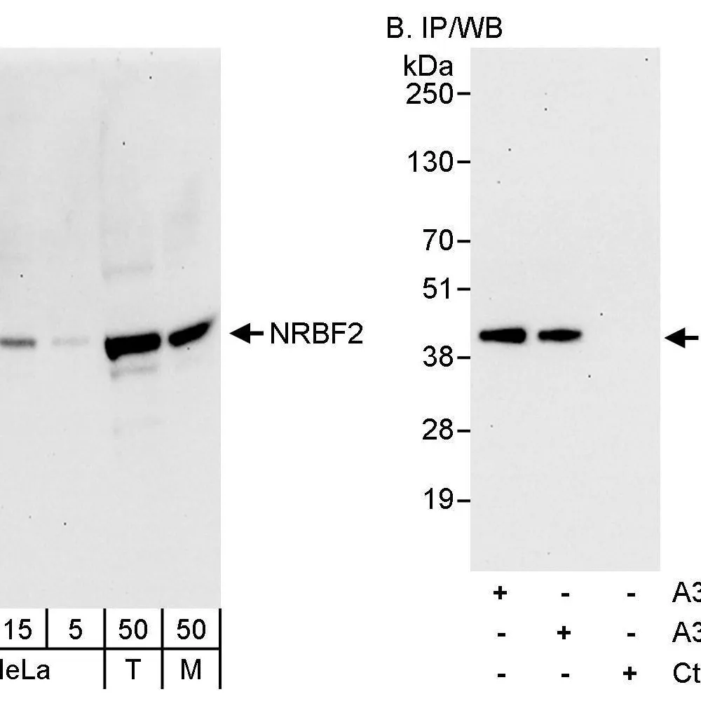 Rabbit anti-NRBF2 Antibody, Affinity Purified