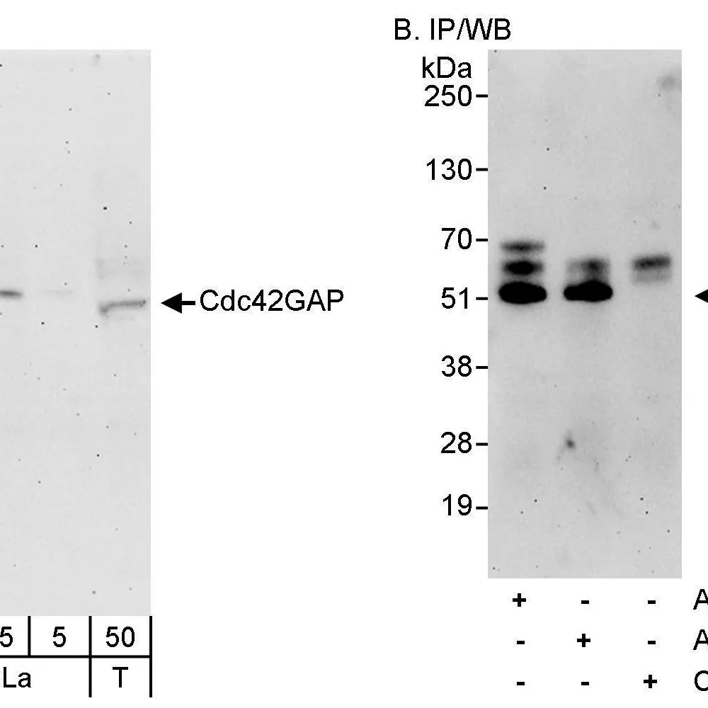 Rabbit anti-Cdc42GAP Antibody, Affinity Purified
