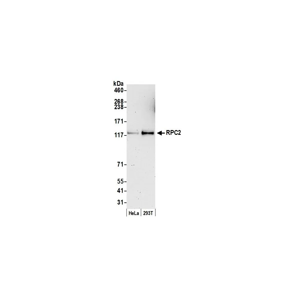 Rabbit anti-RPC2 Antibody, Affinity Purified