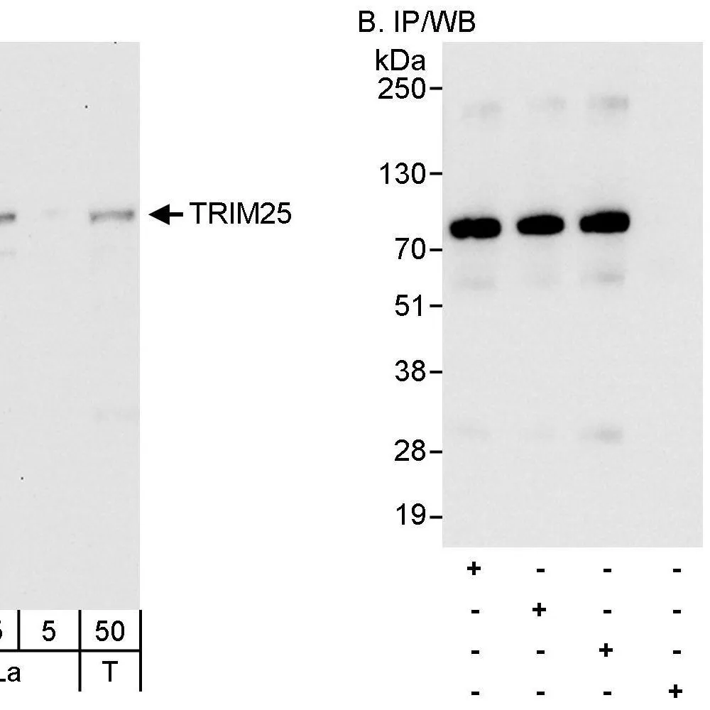 Rabbit anti-TRIM25 Antibody, Affinity Purified