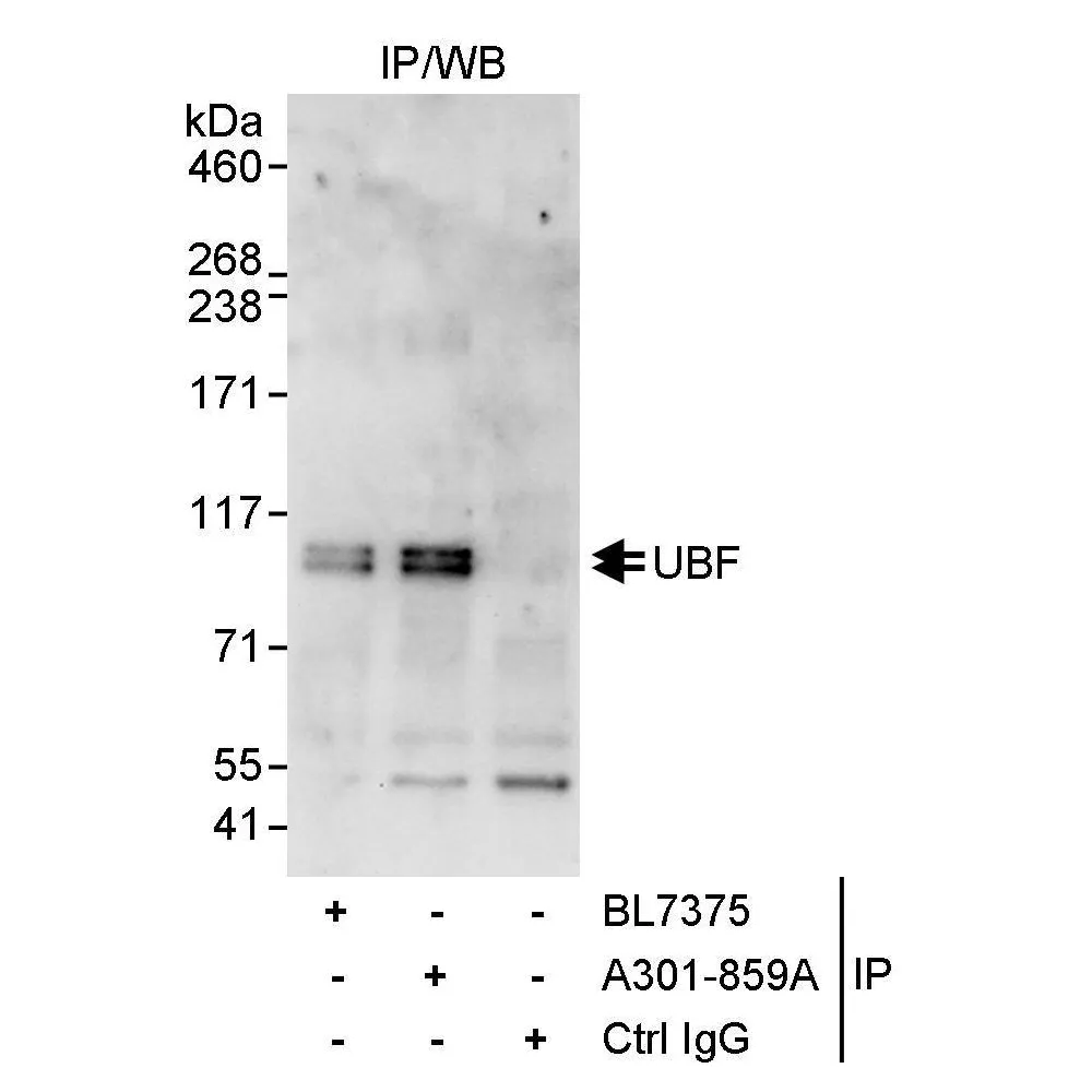 Rabbit anti-UBF Antibody, Affinity Purified