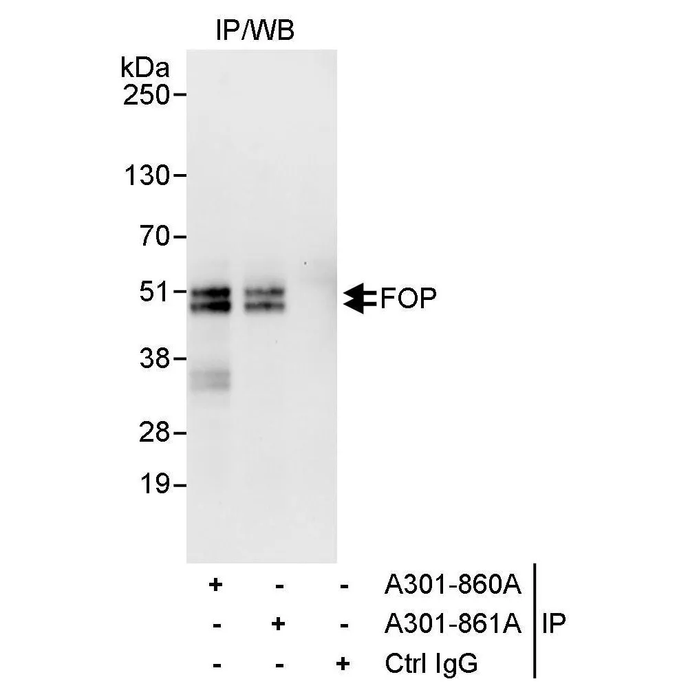 Rabbit anti-FOP Antibody, Affinity Purified