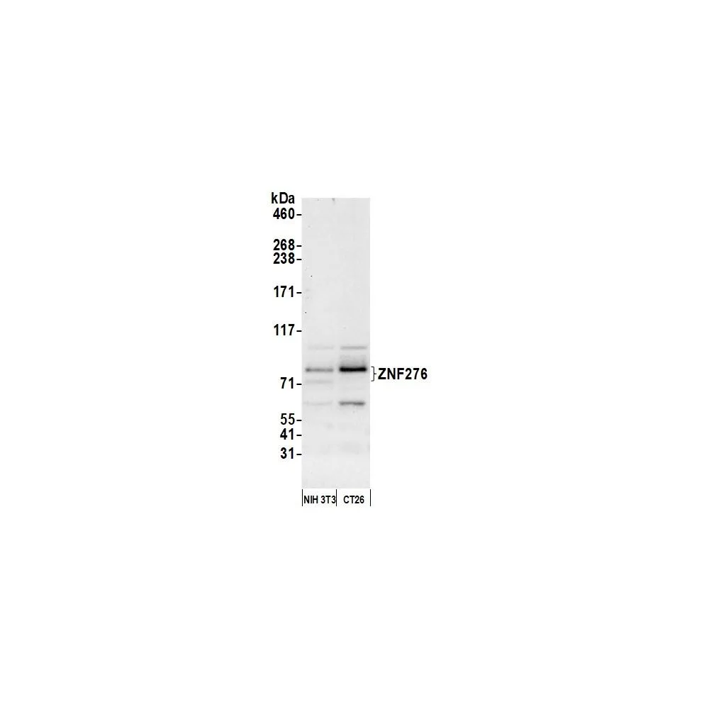 Rabbit anti-ZNF276 Antibody, Affinity Purified