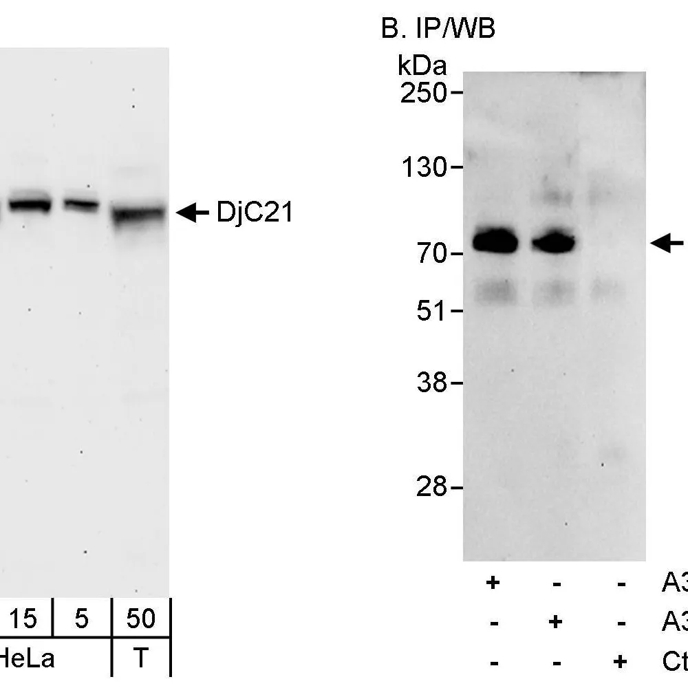 Rabbit anti-DjC21 Antibody, Affinity Purified
