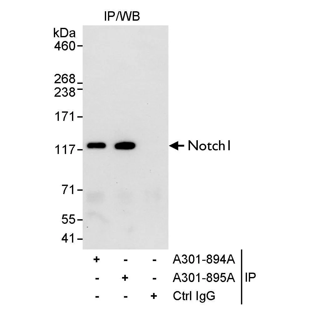 Rabbit anti-Notch1 Antibody, Affinity Purified
