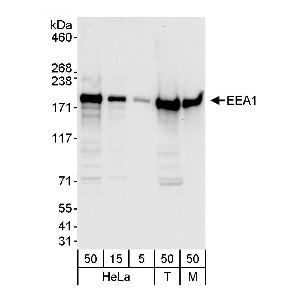 Rabbit anti-EEA1 Antibody, Affinity Purified