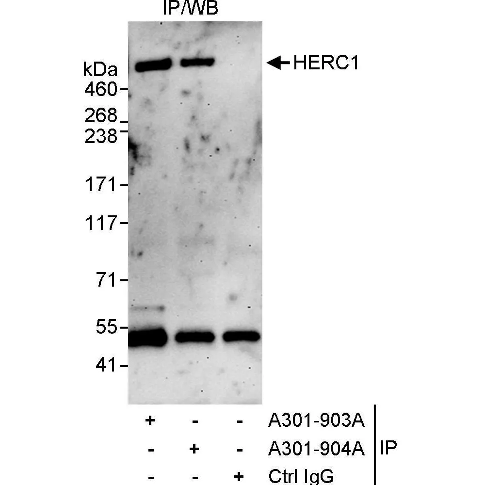 Rabbit anti-HERC1 Antibody, Affinity Purified