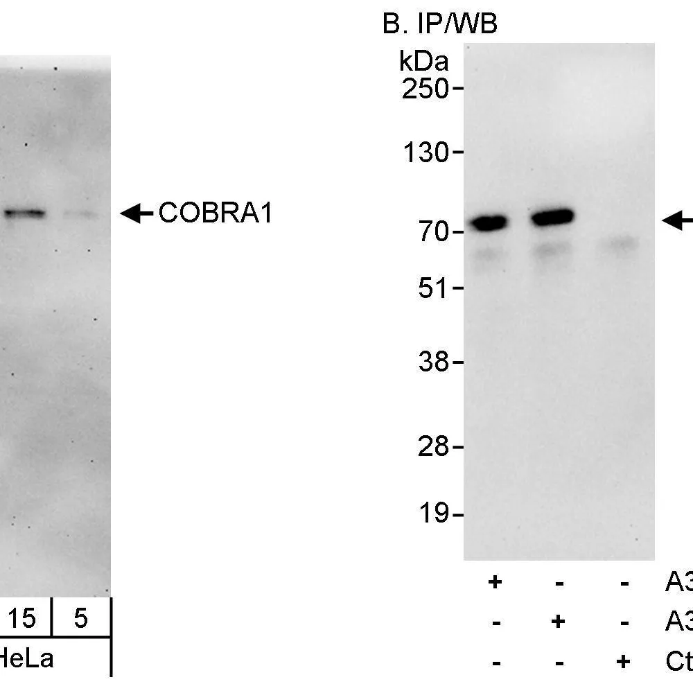 Rabbit anti-COBRA1 Antibody, Affinity Purified