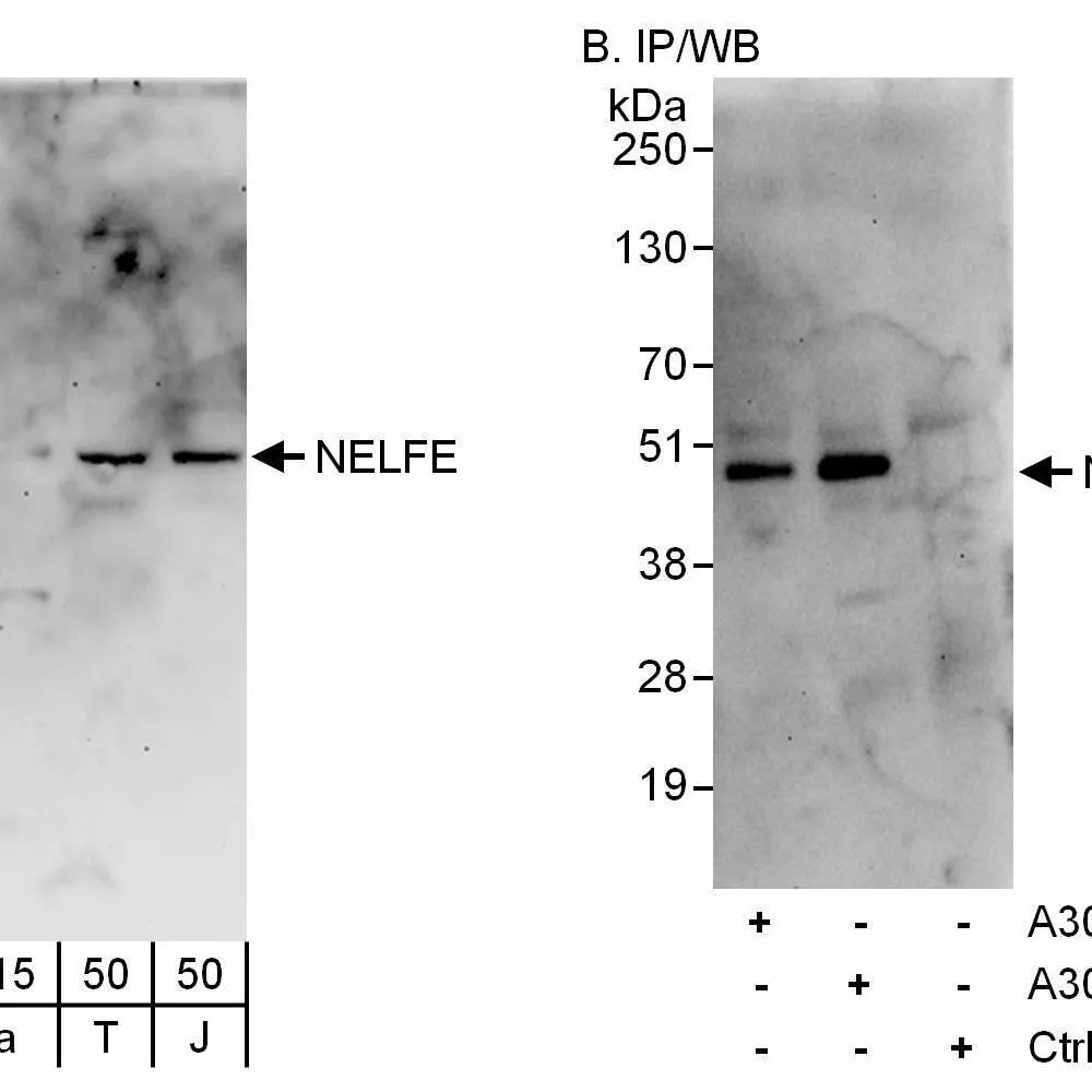 Rabbit anti-NELFE Antibody, Affinity Purified