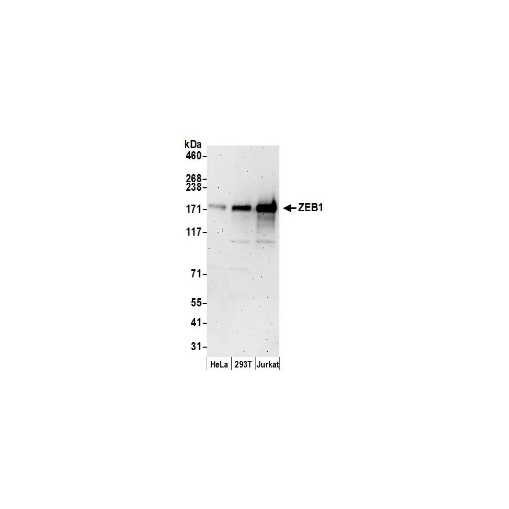 Rabbit anti-ZEB1 Antibody, Affinity Purified