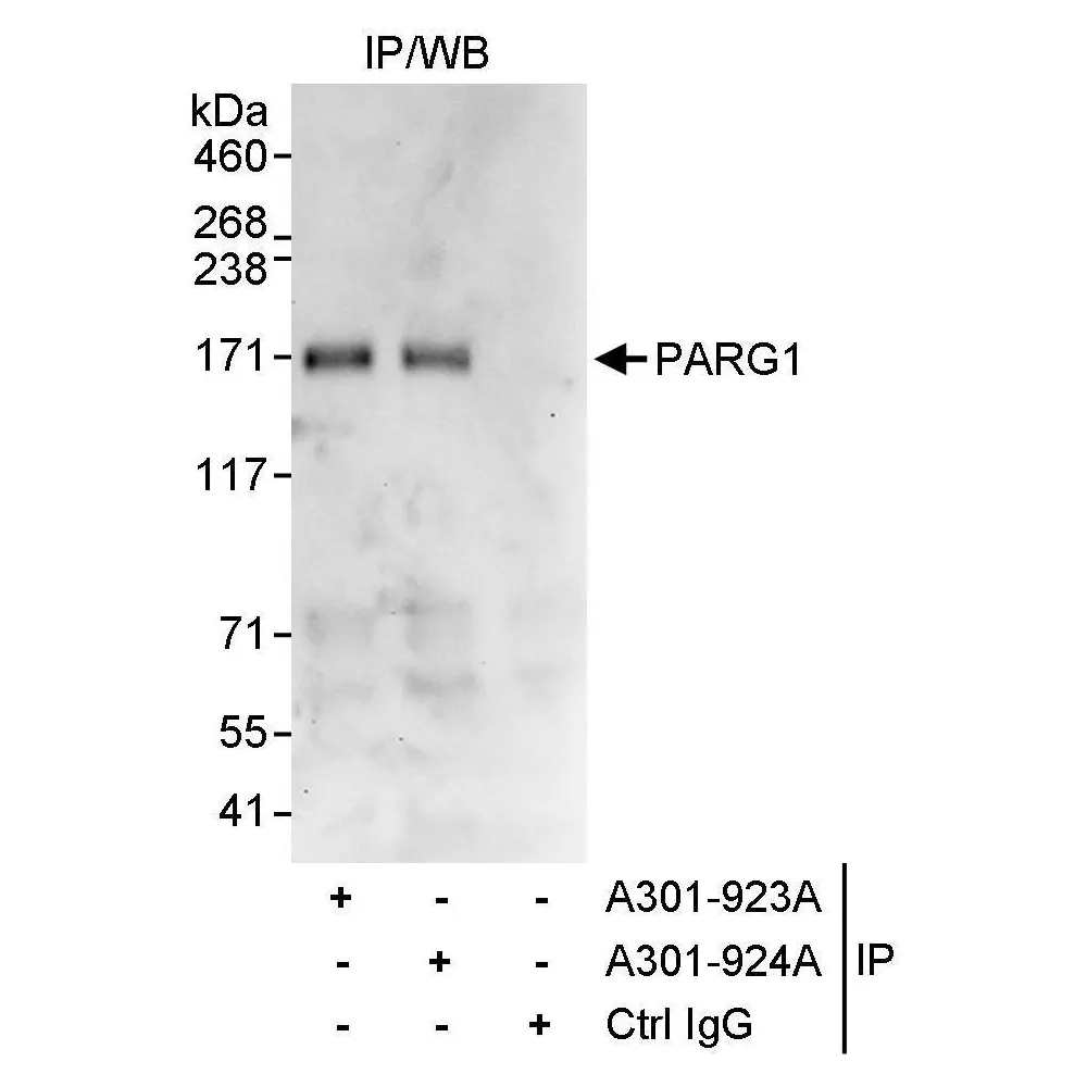 Rabbit anti-PARG1 Antibody, Affinity Purified