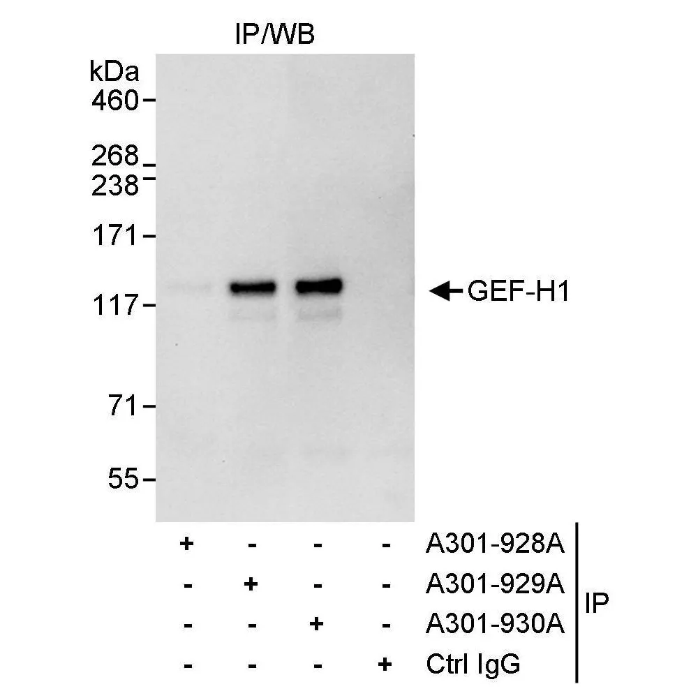 Rabbit anti-GEF-H1 Antibody, Affinity Purified