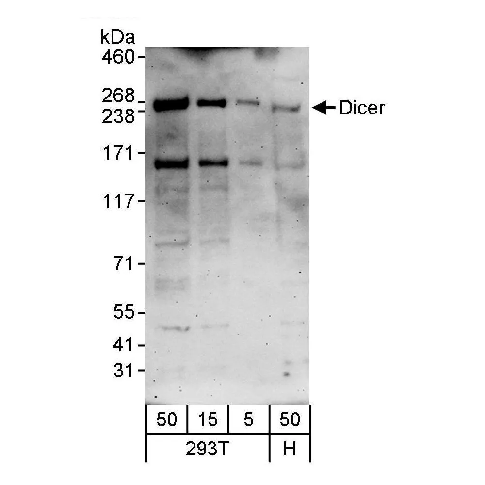 Rabbit anti-Dicer Antibody, Affinity Purified