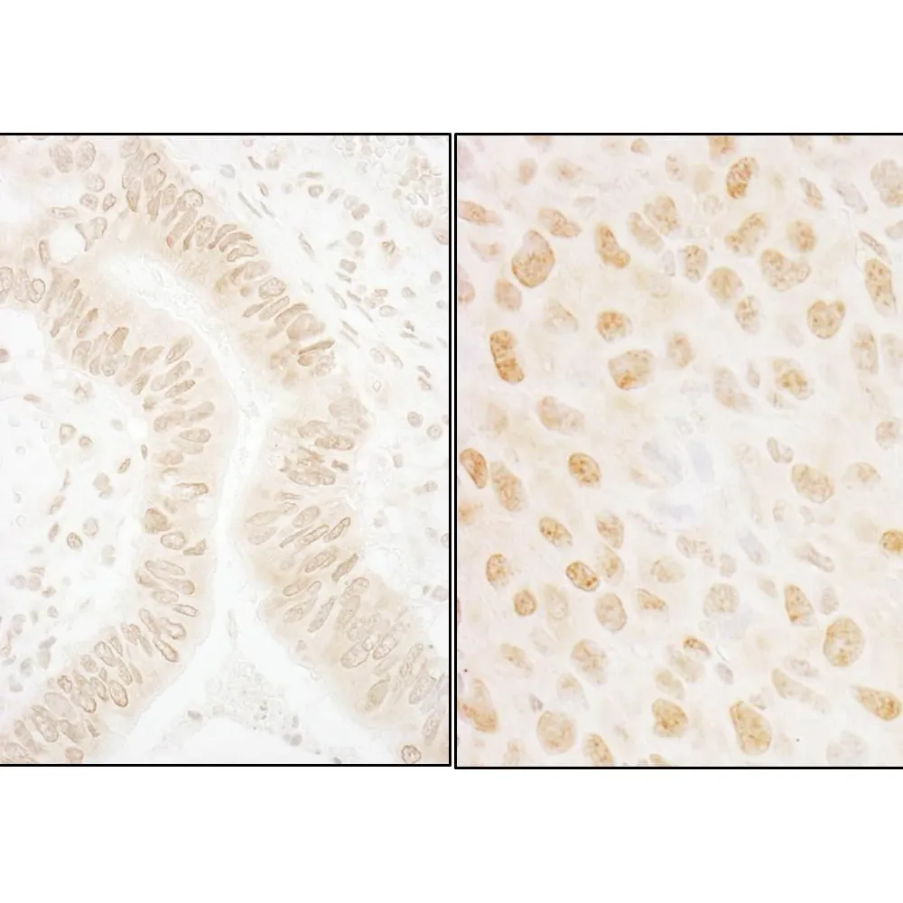 Rabbit anti-SSB1 Antibody, Affinity Purified