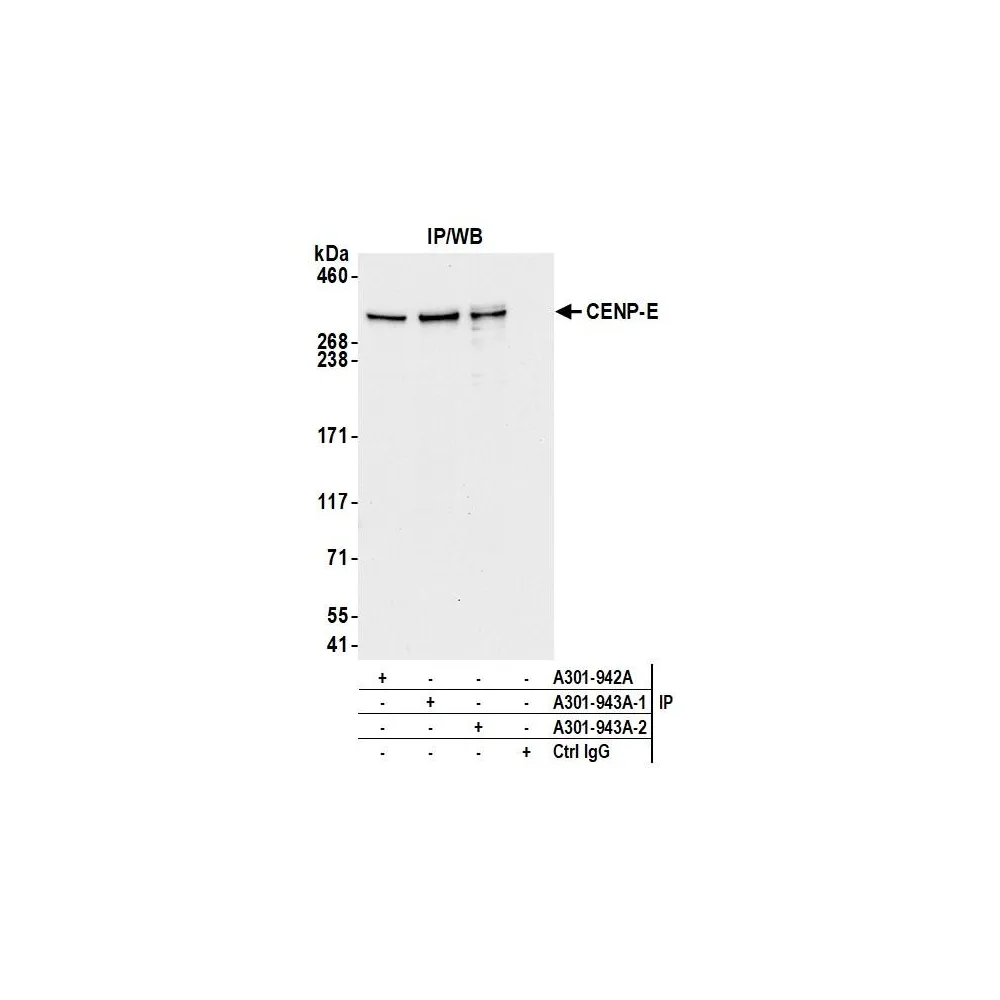 Rabbit anti-CENP-E Antibody, Affinity Purified