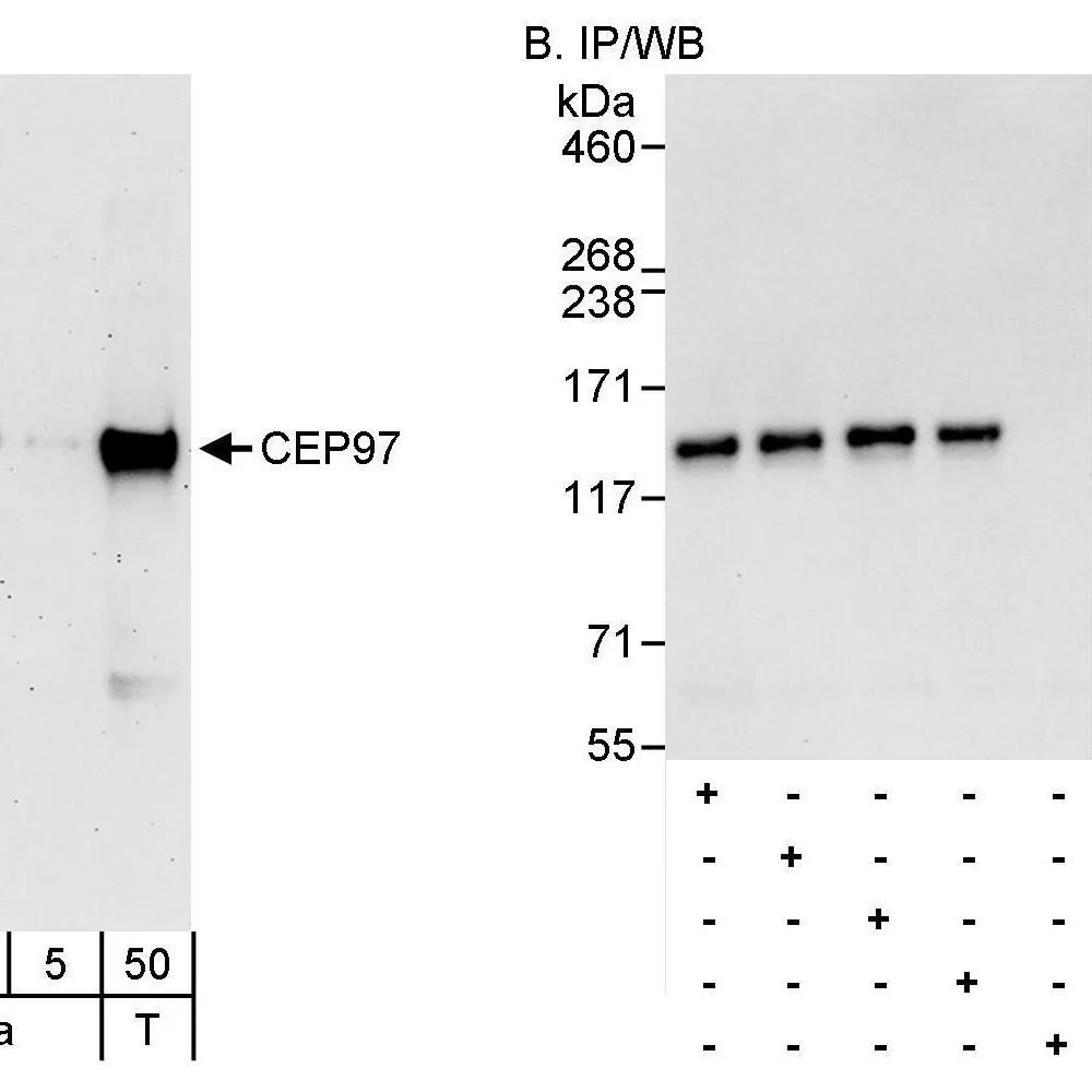 Rabbit anti-CEP97 Antibody, Affinity Purified
