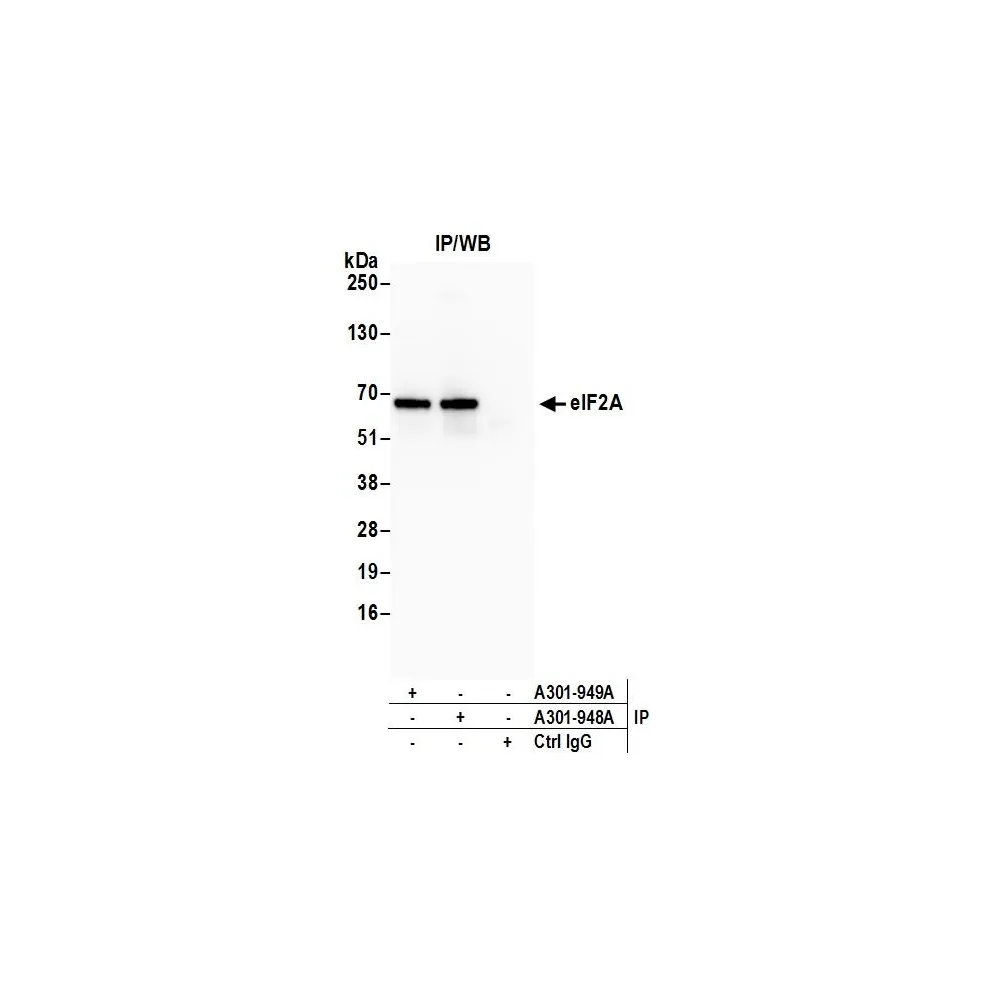 Rabbit anti-eIF2A Antibody, Affinity Purified