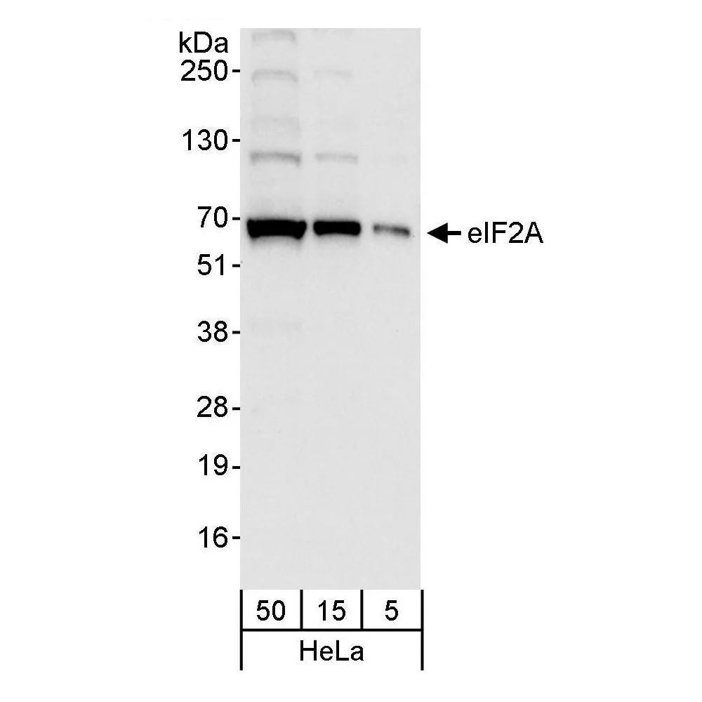 Rabbit anti-eIF2A Antibody, Affinity Purified