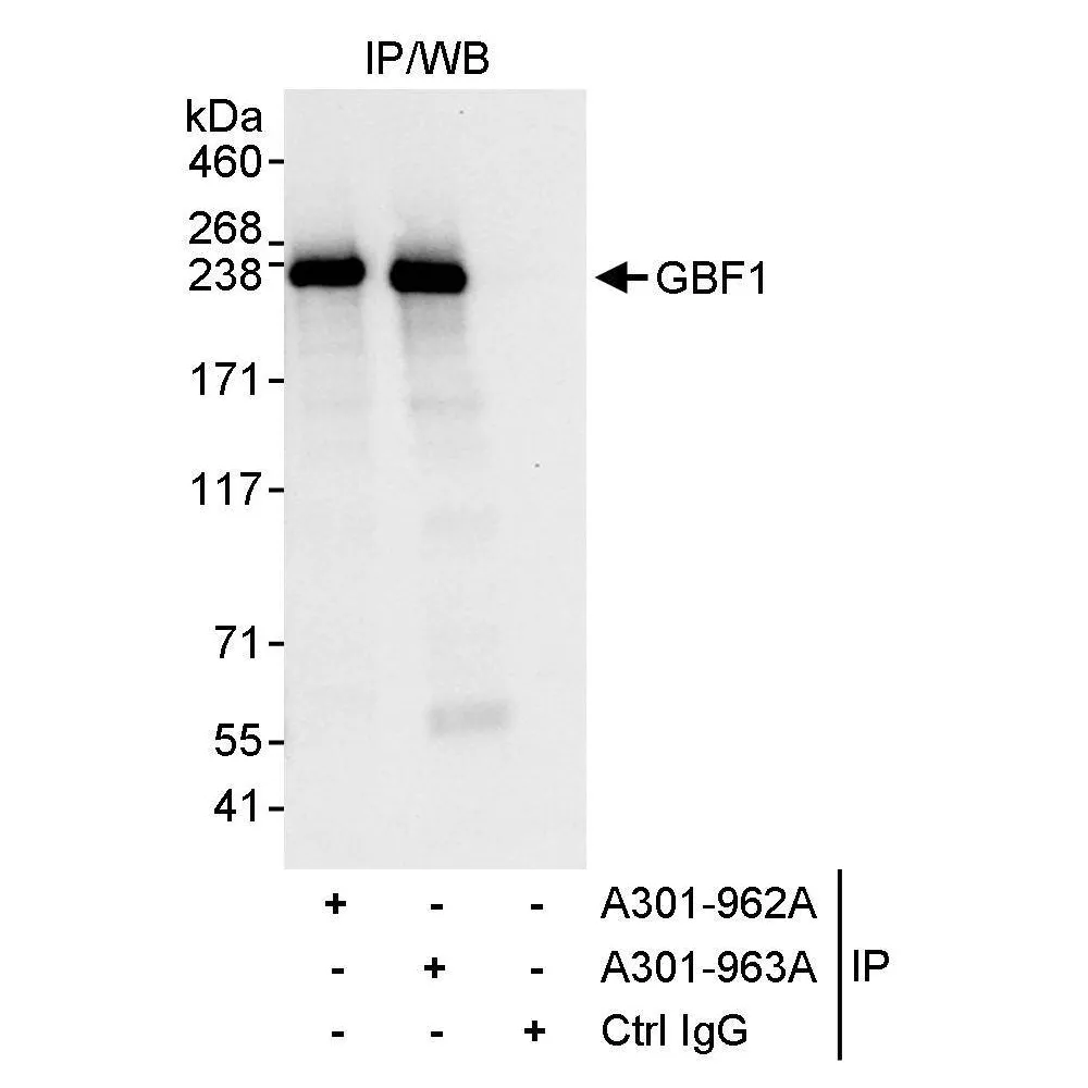 Rabbit anti-GBF1 Antibody, Affinity Purified