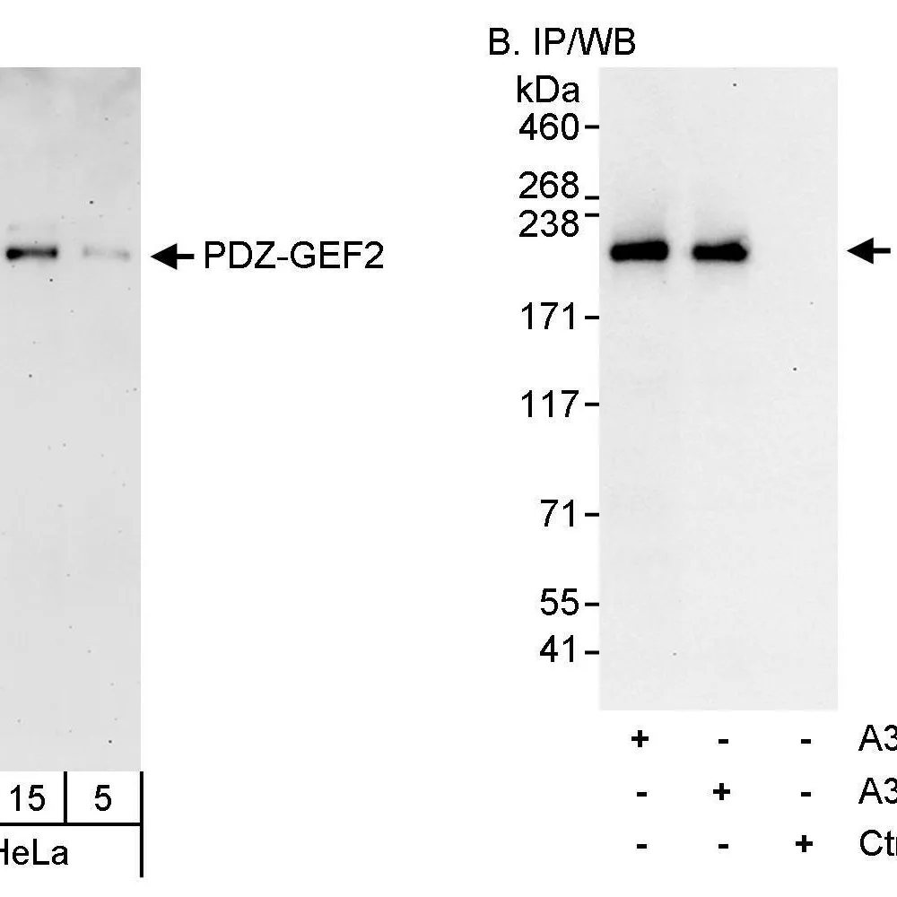 Rabbit anti-PDZ-GEF2 Antibody, Affinity Purified