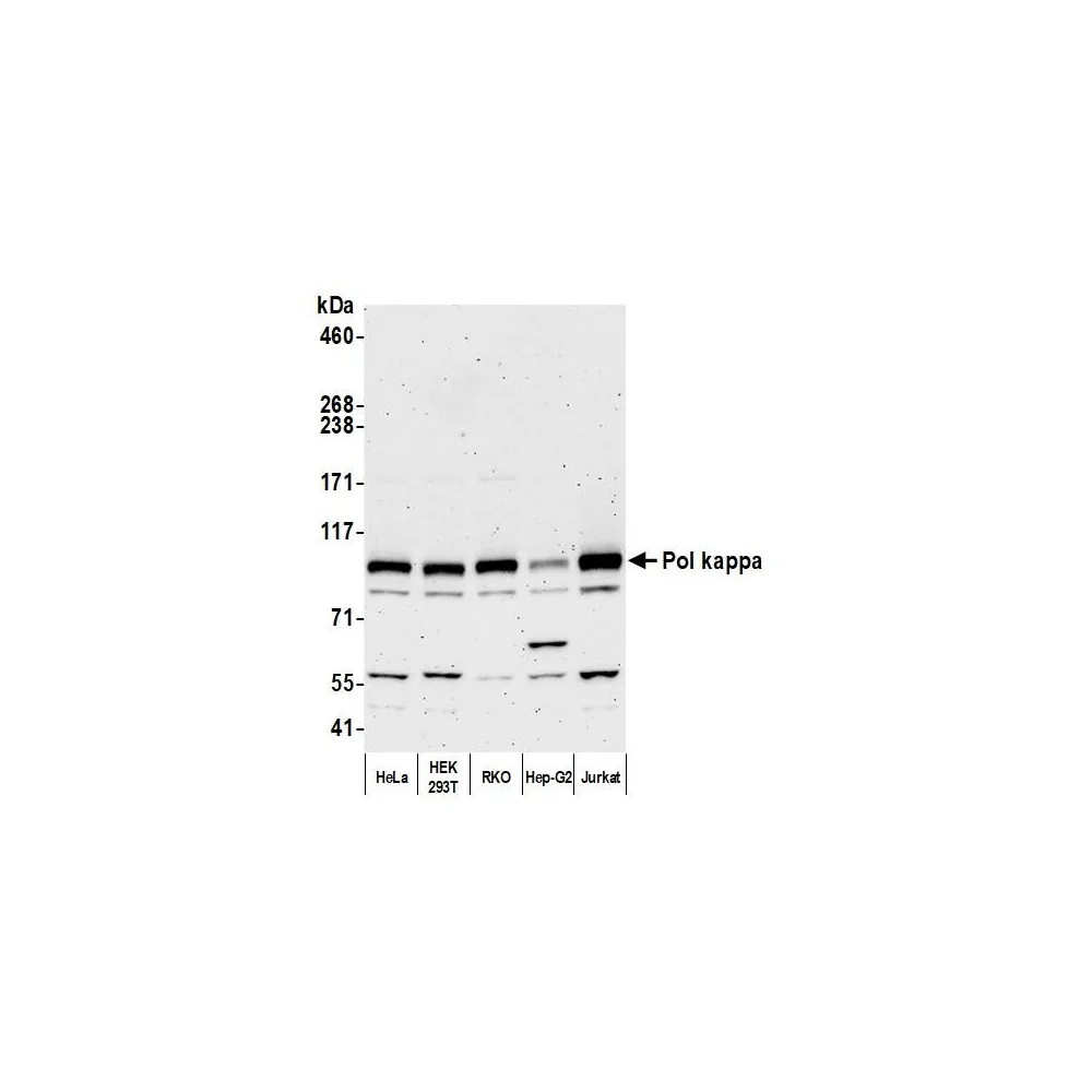 Rabbit anti-Pol kappa Antibody, Affinity Purified
