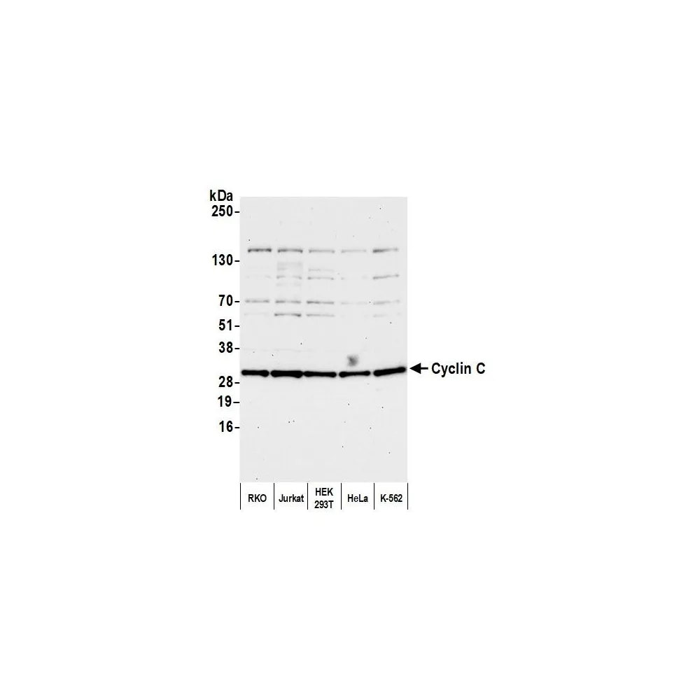 Rabbit anti-Cyclin C Antibody, Affinity Purified