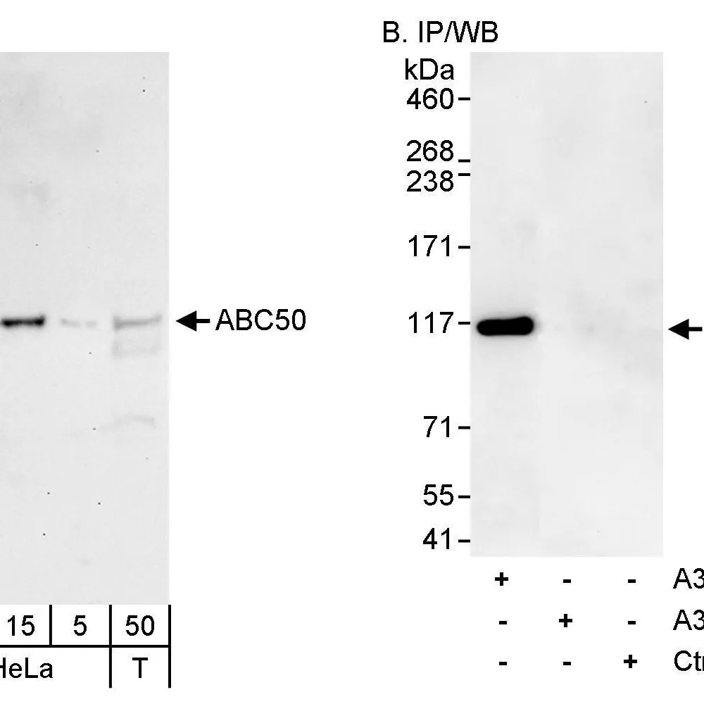 Rabbit anti-ABC50 Antibody, Affinity Purified