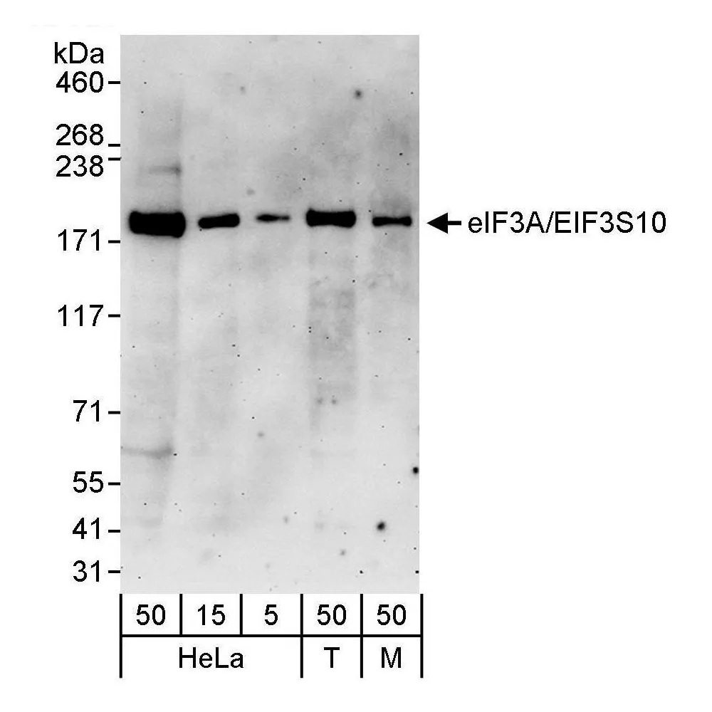 Rabbit anti-eIF3A/eIF3S10 Antibody, Affinity Purified