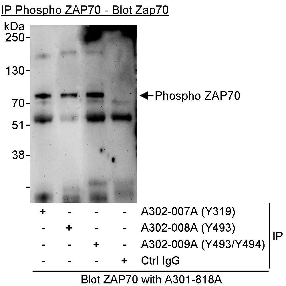 Rabbit anti-Phospho ZAP70 (Y493) Antibody, Affinity Purified