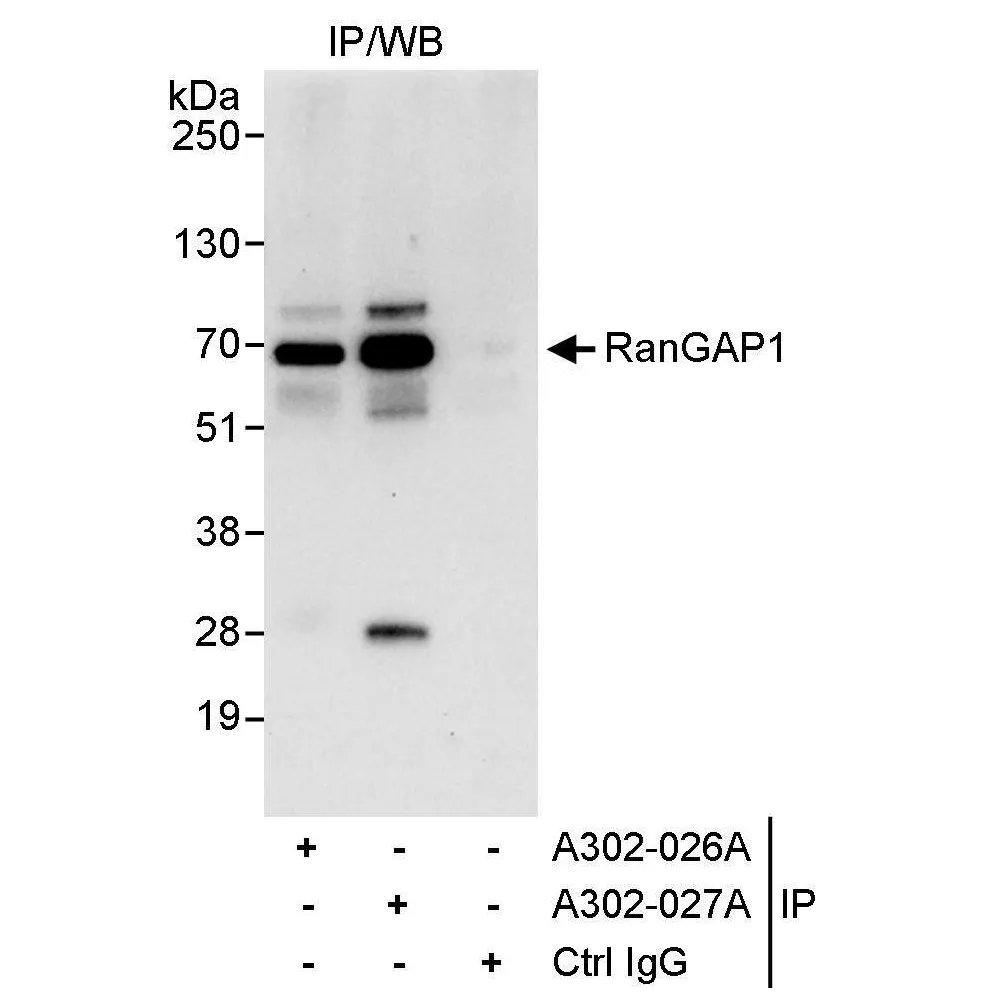 Rabbit anti-RanGAP1 Antibody, Affinity Purified