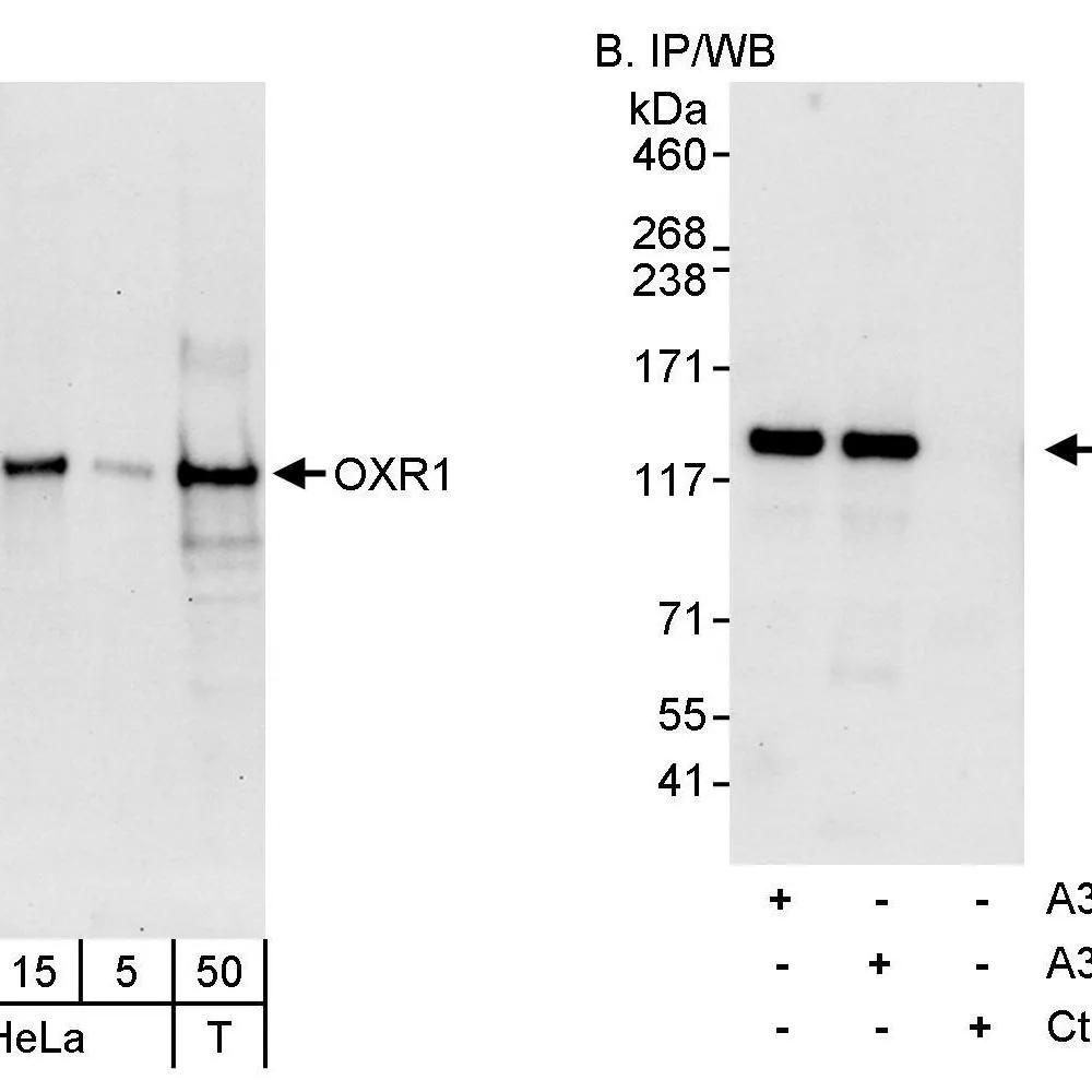 Rabbit anti-OXR1 Antibody, Affinity Purified