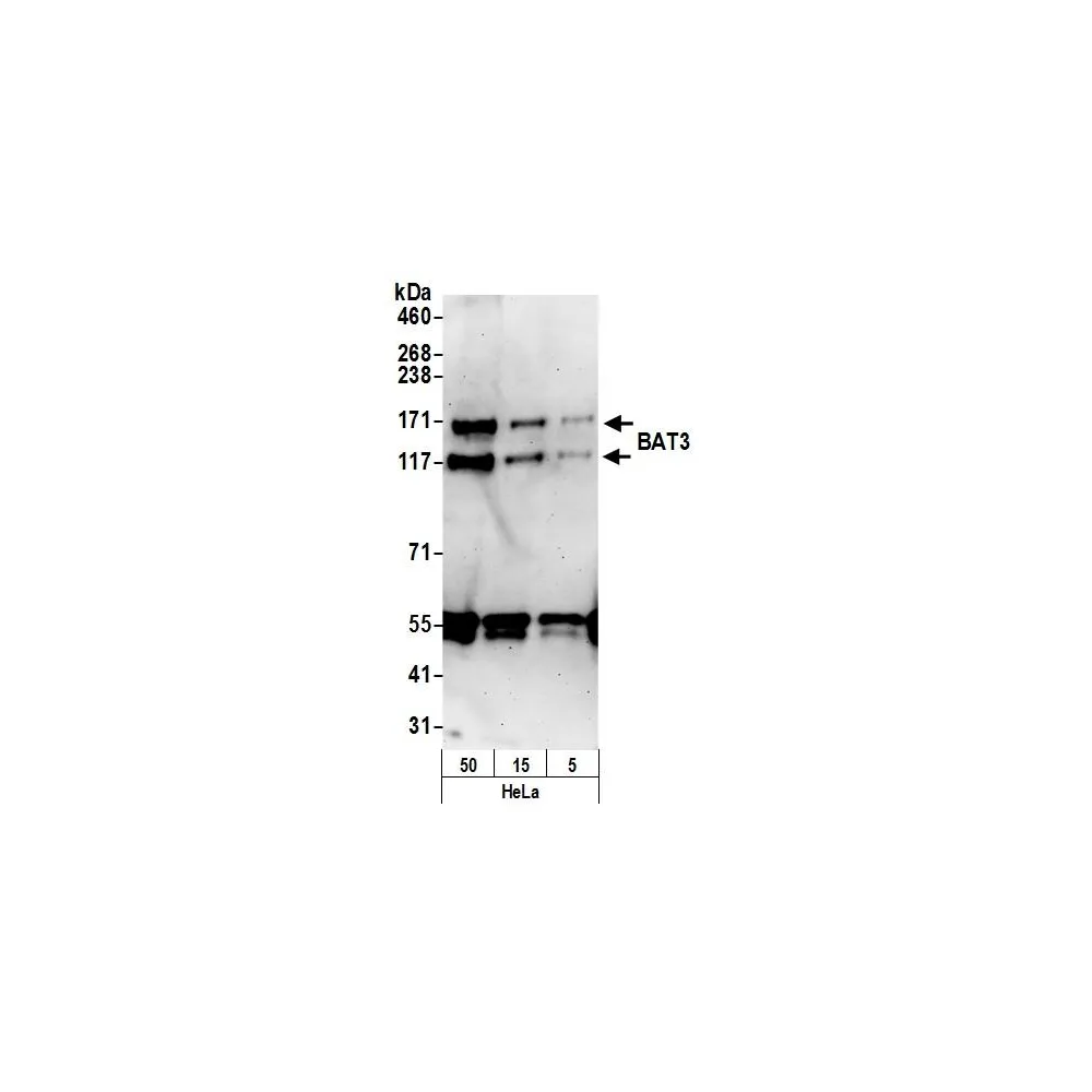 Rabbit anti-BAT3 Antibody, Affinity Purified