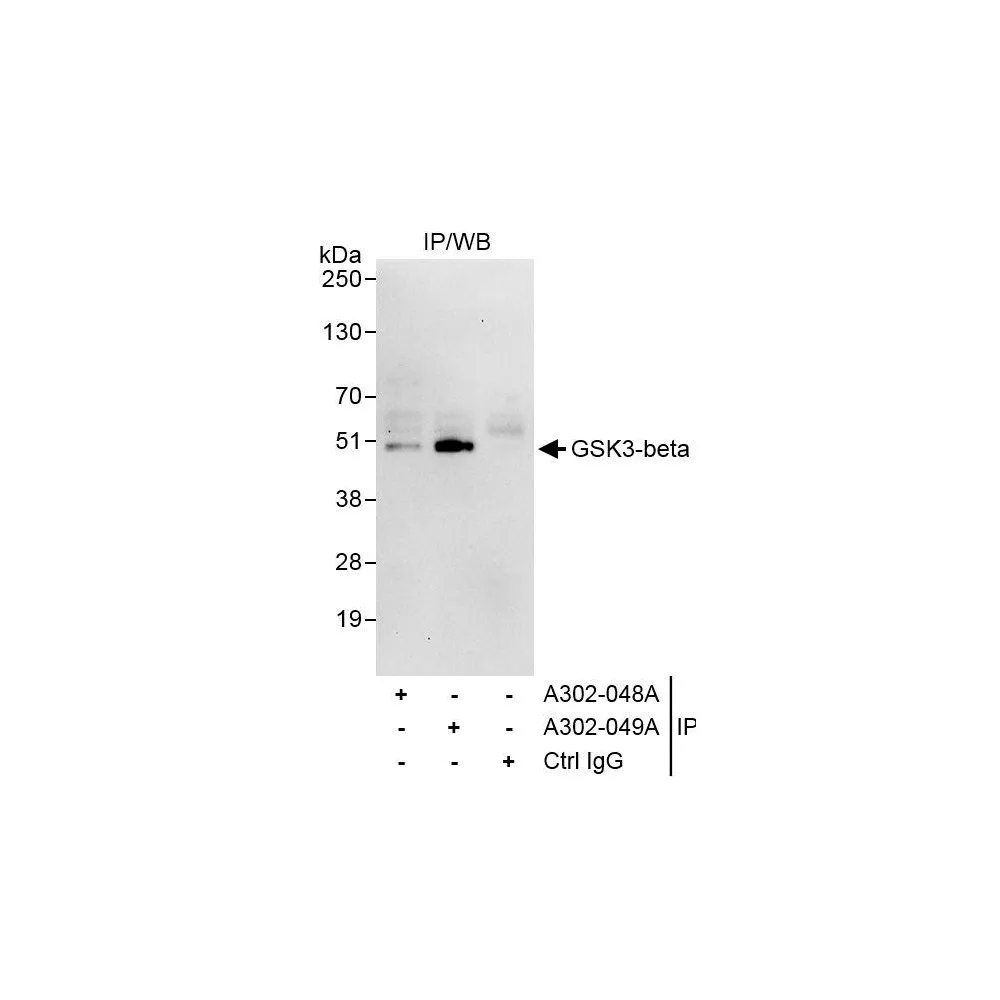 Rabbit anti-GSK3-beta Antibody, Affinity Purified