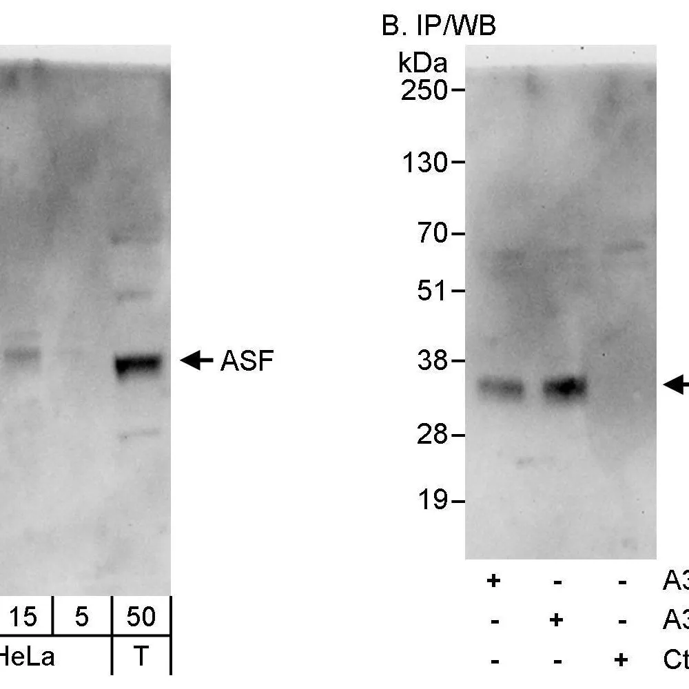 Rabbit anti-ASF Antibody, Affinity Purified