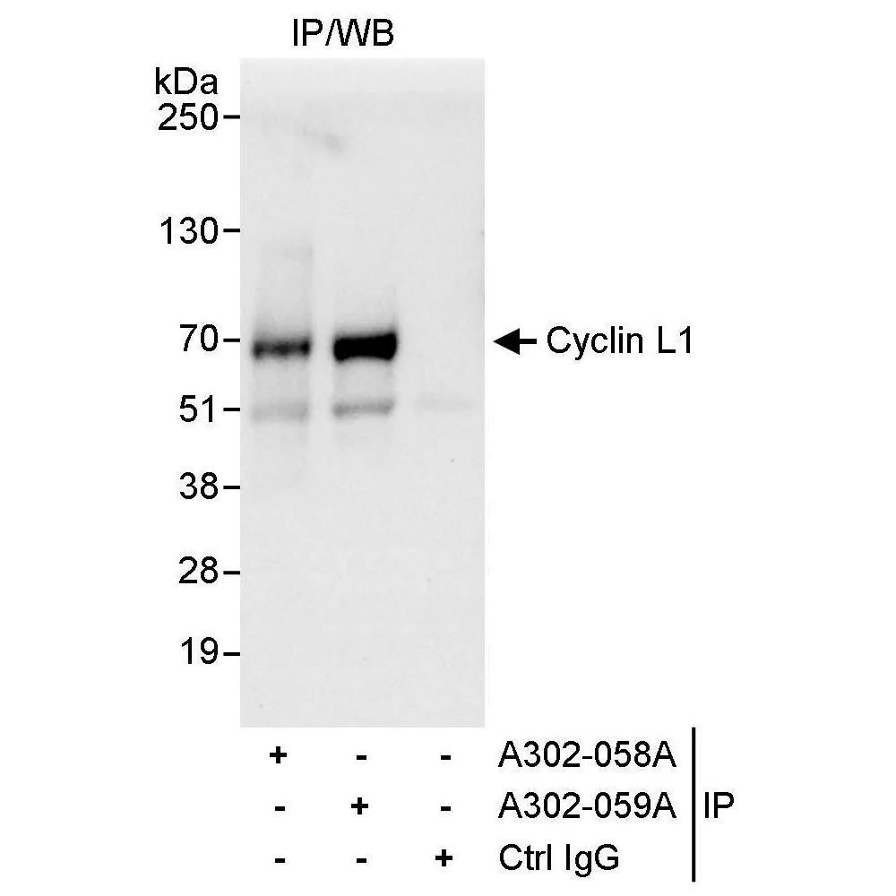 Rabbit anti-Cyclin L1 Antibody, Affinity Purified