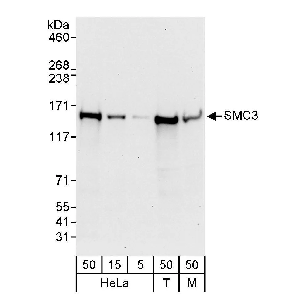 Rabbit anti-SMC3 Antibody, Affinity Purified