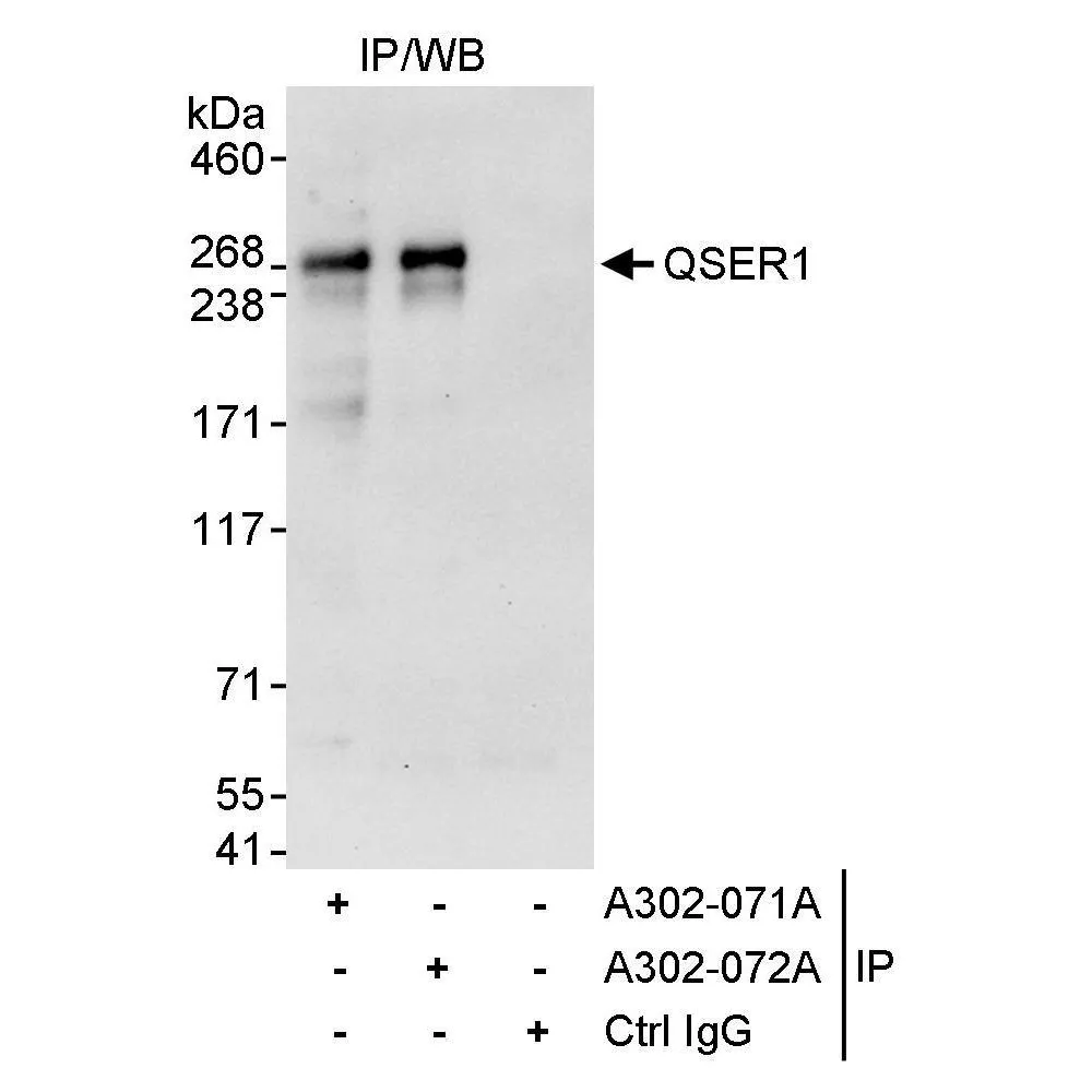 Rabbit anti-QSER1 Antibody, Affinity Purified