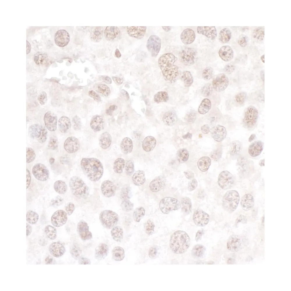 Rabbit anti-hPrp3p Antibody, Affinity Purified