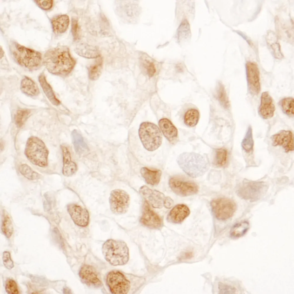 Rabbit anti-SRcyp Antibody, Affinity Purified