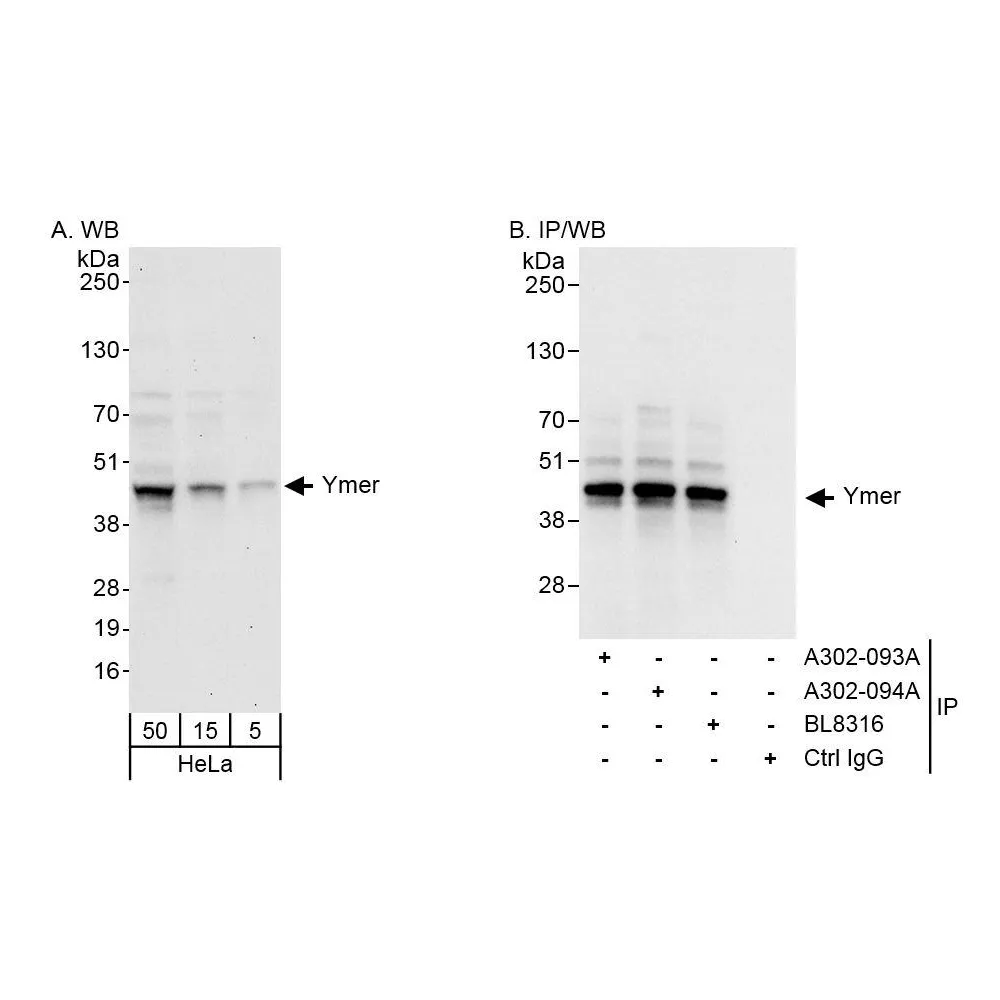 Rabbit anti-Ymer Antibody, Affinity Purified