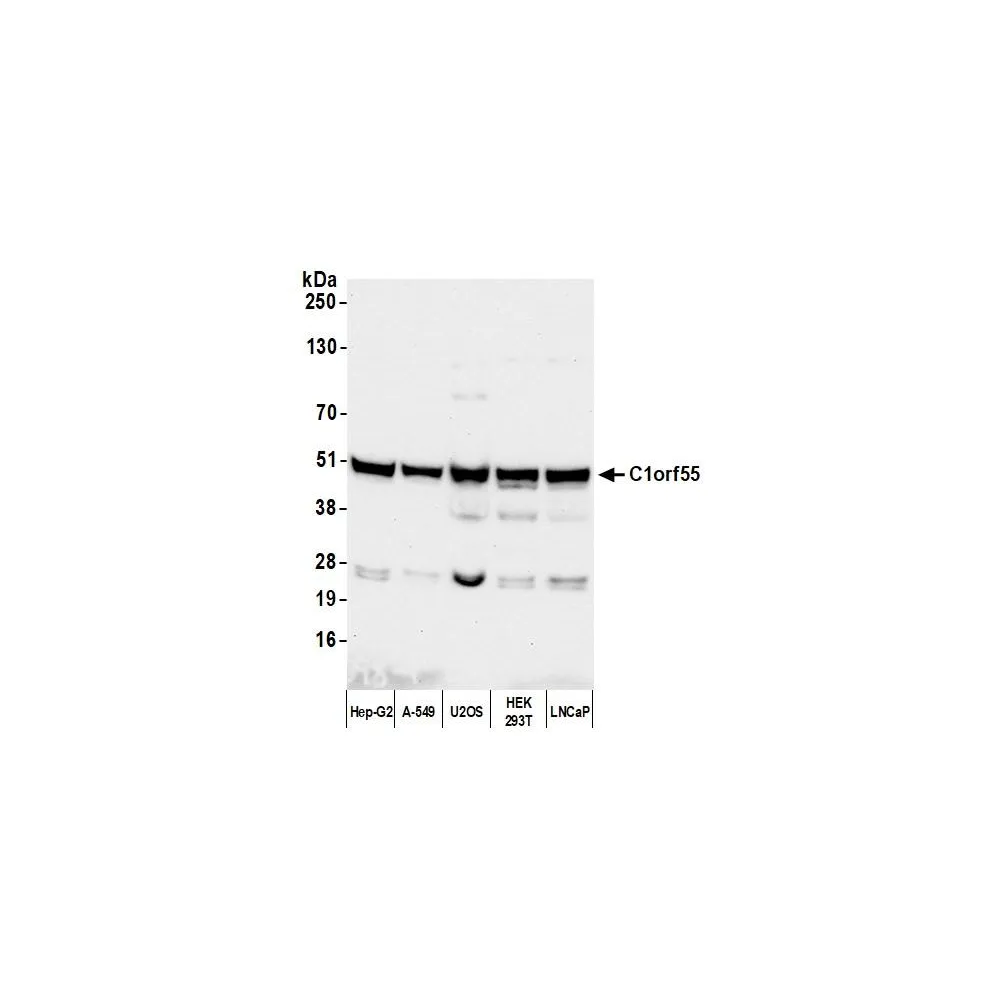 Rabbit anti-C1orf55 Antibody, Affinity Purified