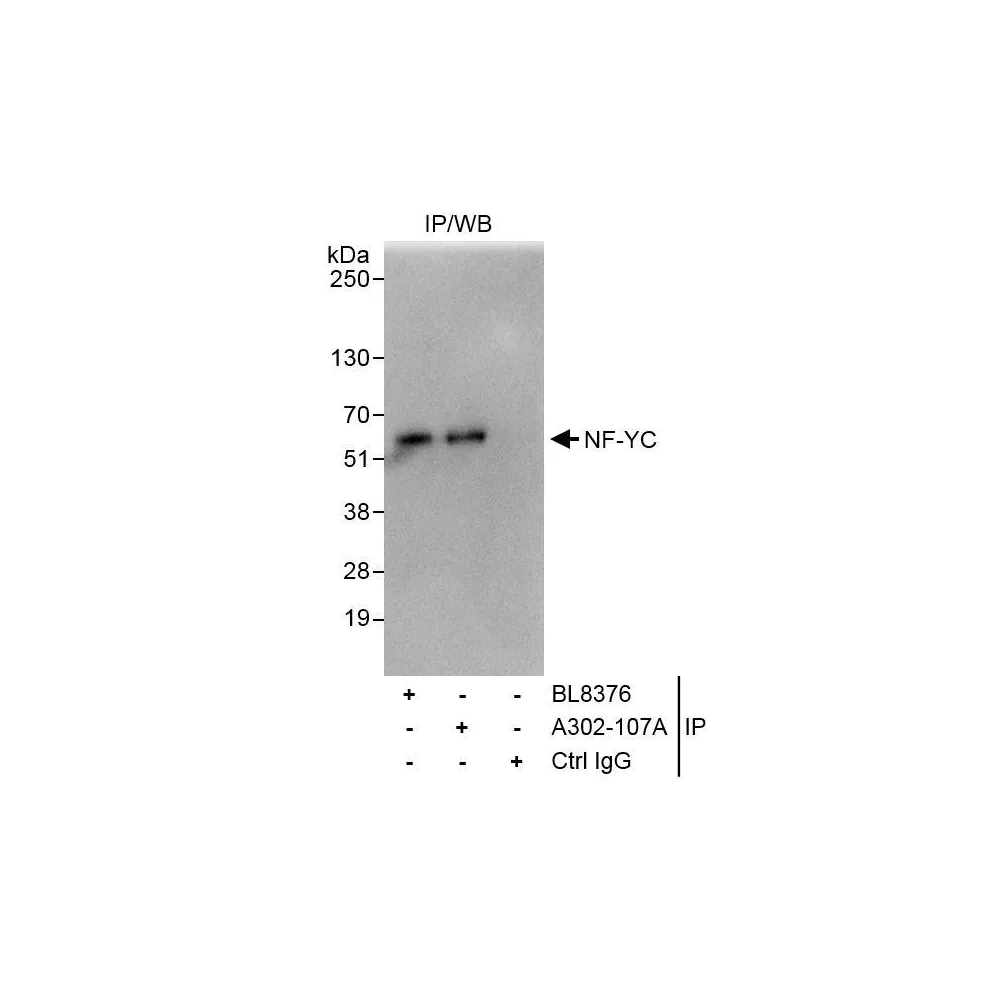 Rabbit anti-NF-YC Antibody, Affinity Purified