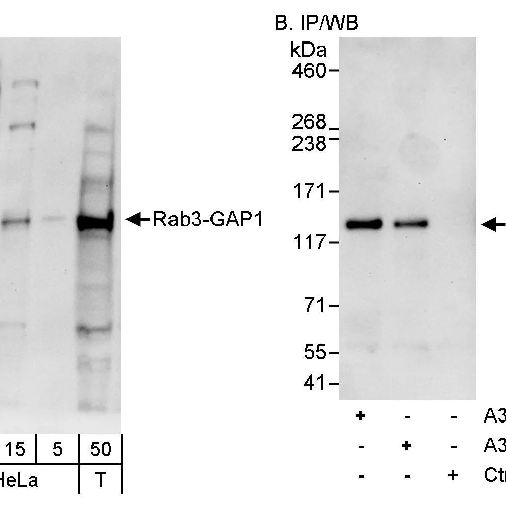 Rabbit anti-Rab3-GAP1 Antibody, Affinity Purified