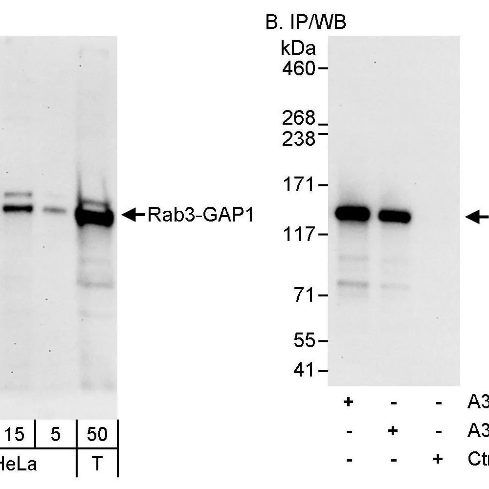 Rabbit anti-Rab3-GAP1 Antibody, Affinity Purified
