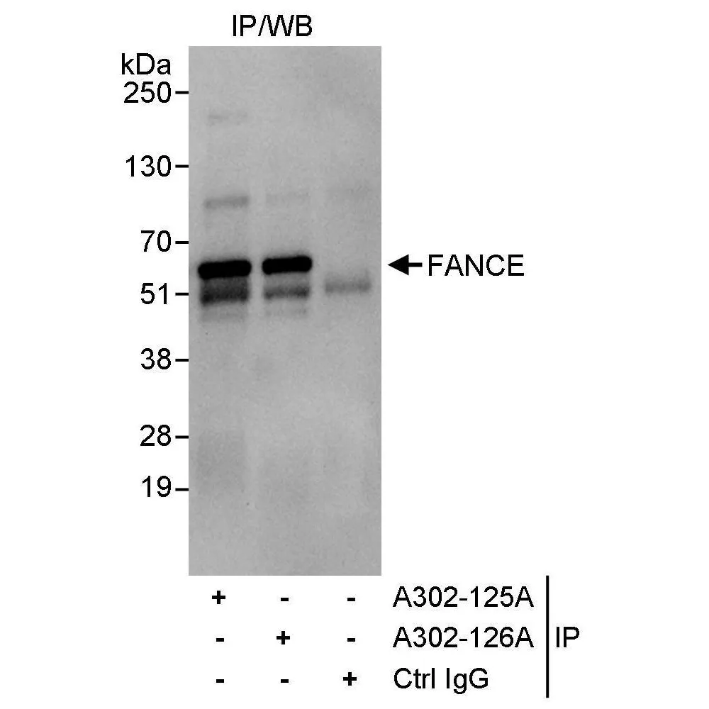 Rabbit anti-FANCE Antibody, Affinity Purified