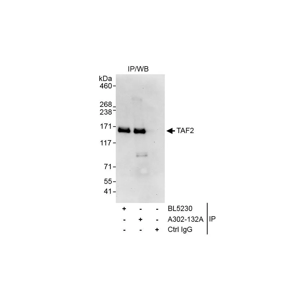 Rabbit anti-TAF2 Antibody, Affinity Purified