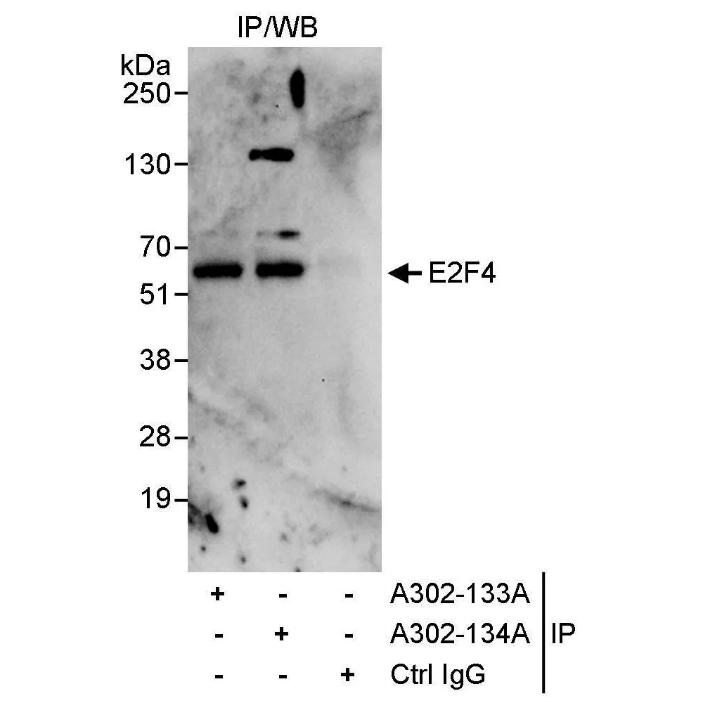 Rabbit anti-E2F4 Antibody, Affinity Purified