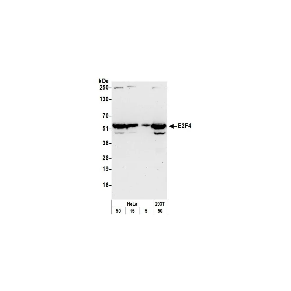 Rabbit anti-E2F4 Antibody, Affinity Purified