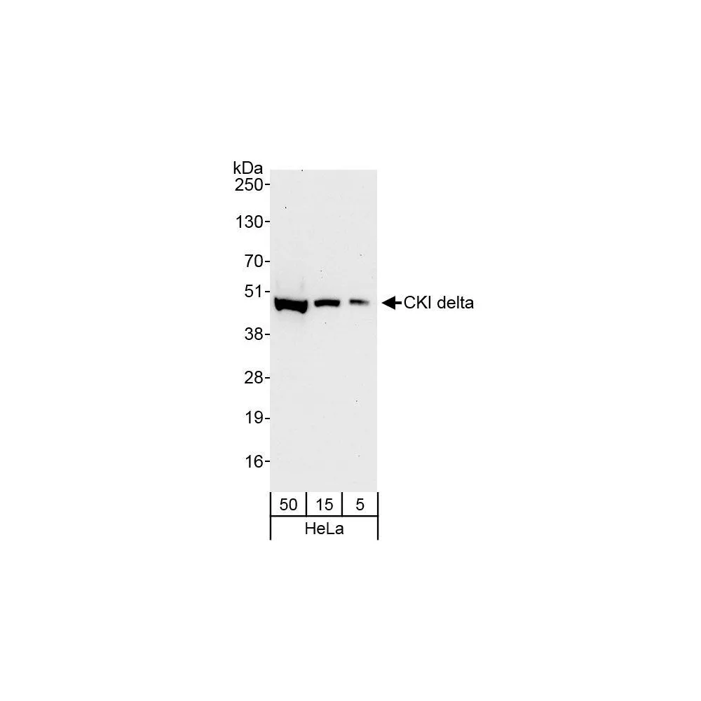 Rabbit anti-CKI delta Antibody, Affinity Purified